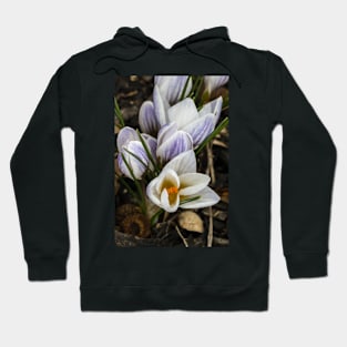 Spring Crocus 11 Hoodie